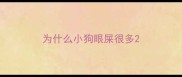 为什么小狗眼屎很多