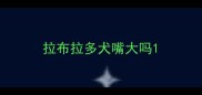 拉布拉多犬嘴大吗