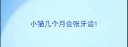 小猫几个月会张牙齿