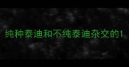 纯种泰迪和不纯泰迪杂交的