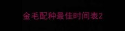 金毛配种最佳时间表