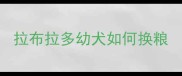 拉布拉多幼犬如何换粮