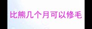 比熊几个月可以修毛