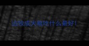 边牧成犬粮吃什么最好