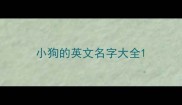 小狗的英文名字大全