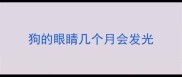 狗的眼睛几个月会发光