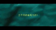 三个月的金毛15斤