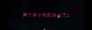 两个月小狗肢体语言