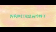 狗狗刚打完疫苗拎脖子