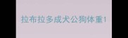 拉布拉多成犬公狗体重