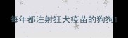 每年都注射狂犬疫苗的狗狗