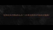 拉布拉多犬便血怎么办5大常见原因及专业应对指南