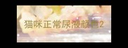 猫咪正常尿液颜色