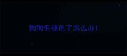 狗狗毛褪色了怎么办