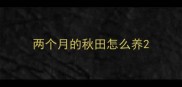 两个月的秋田怎么养