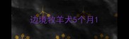 边境牧羊犬5个月