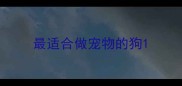 最适合做宠物的狗