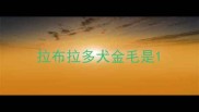 拉布拉多犬金毛是