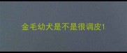 金毛幼犬是不是很调皮