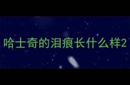 哈士奇的泪痕长什么样