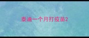 泰迪一个月打疫苗