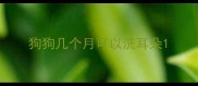 狗狗几个月可以洗耳朵