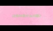 边牧叫是什么问题