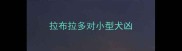 拉布拉多对小型犬凶