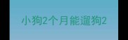 小狗2个月能遛狗