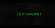 一个月大的狗狗感冒了