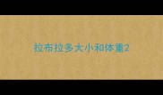 拉布拉多大小和体重