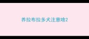 养拉布拉多犬注意啥