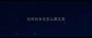 拉布拉多毛怎么黑又亮