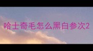 哈士奇毛怎么黑白参次