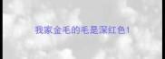 我家金毛的毛是深红色