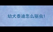 幼犬泰迪怎么驱虫