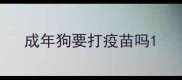 成年狗要打疫苗吗