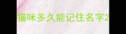 猫咪多久能记住名字