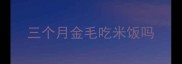 三个月金毛吃米饭吗