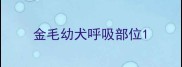 金毛幼犬呼吸部位