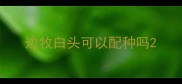 边牧白头可以配种吗