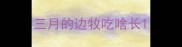三月的边牧吃啥长