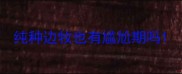 纯种边牧也有尴尬期吗