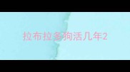 拉布拉多狗活几年