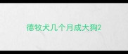 德牧犬几个月成大狗