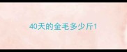 40天的金毛多少斤