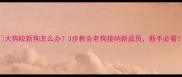 大狗咬新狗怎么办3步教会老狗接纳新成员新手必看