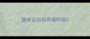猫咪运动后用嘴呼吸