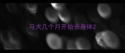 马犬几个月开始长身体