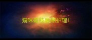 猫咪截肢后期护理
